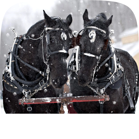 Promenades en chevaux